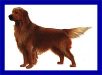 a well breed Golden Retriever dog